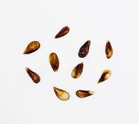 Antonovka Safrannoje apple seeds